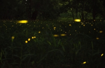 Il grande show delle lucciole in Emilia-Romagna I luoghi più belli dove vedere questo spettacolo della natura